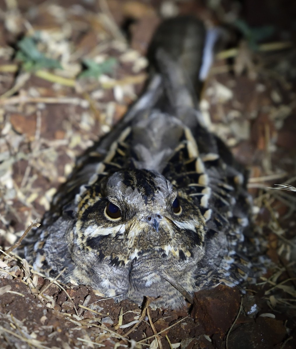 Chotacabras Hindú - ML645442610