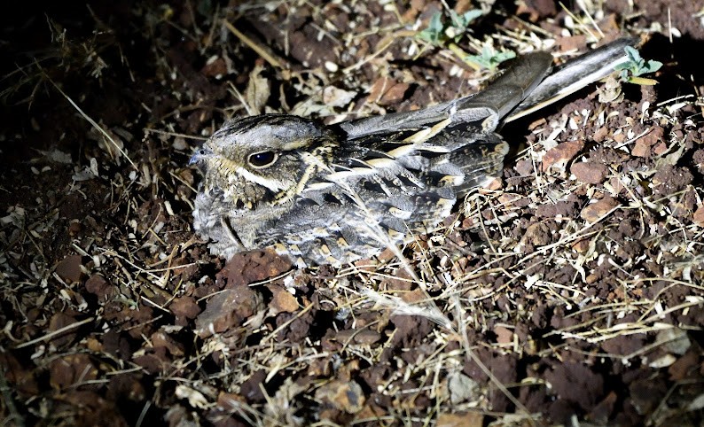 Indian Nightjar - ML645442611
