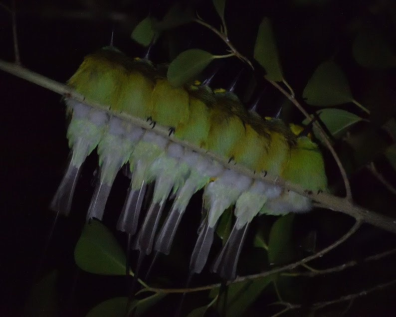 Asian Green Bee-eater - ML645442614