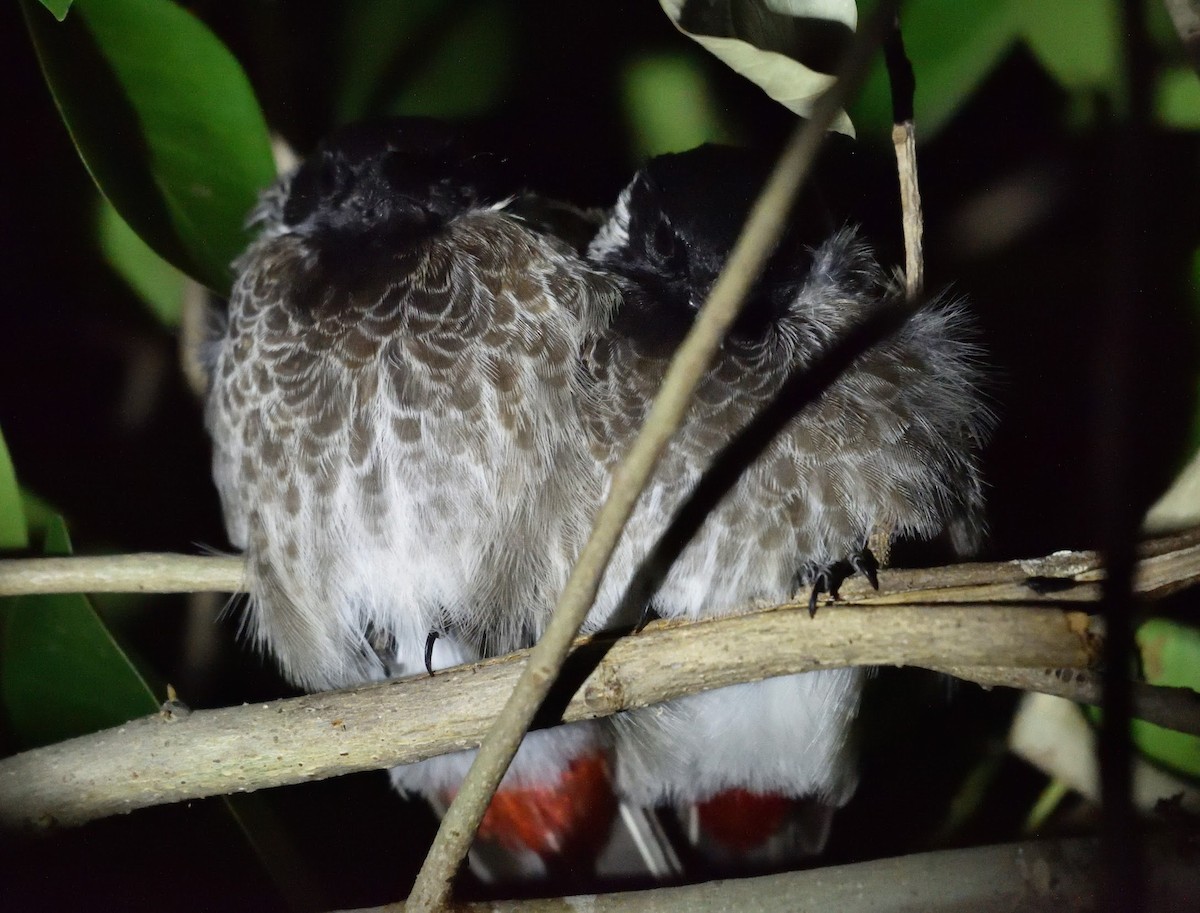 Bulbul ipurgorria - ML645442616