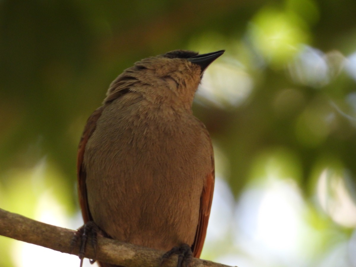 Grayish Baywing - ML645442618