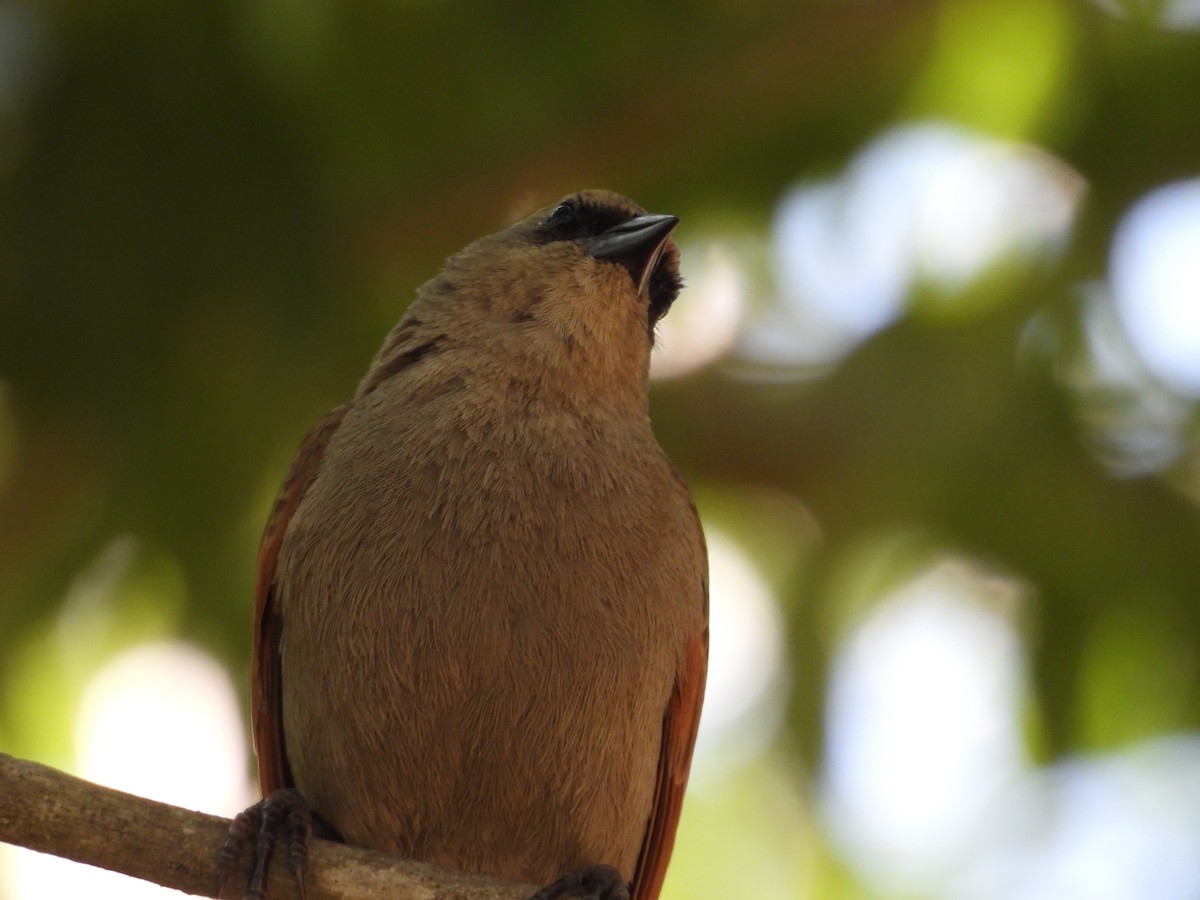 Grayish Baywing - ML645442619