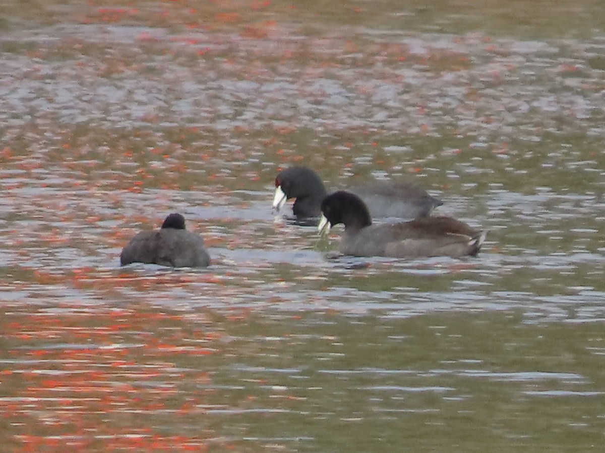 Kopetazuri amerikarra - ML645442620