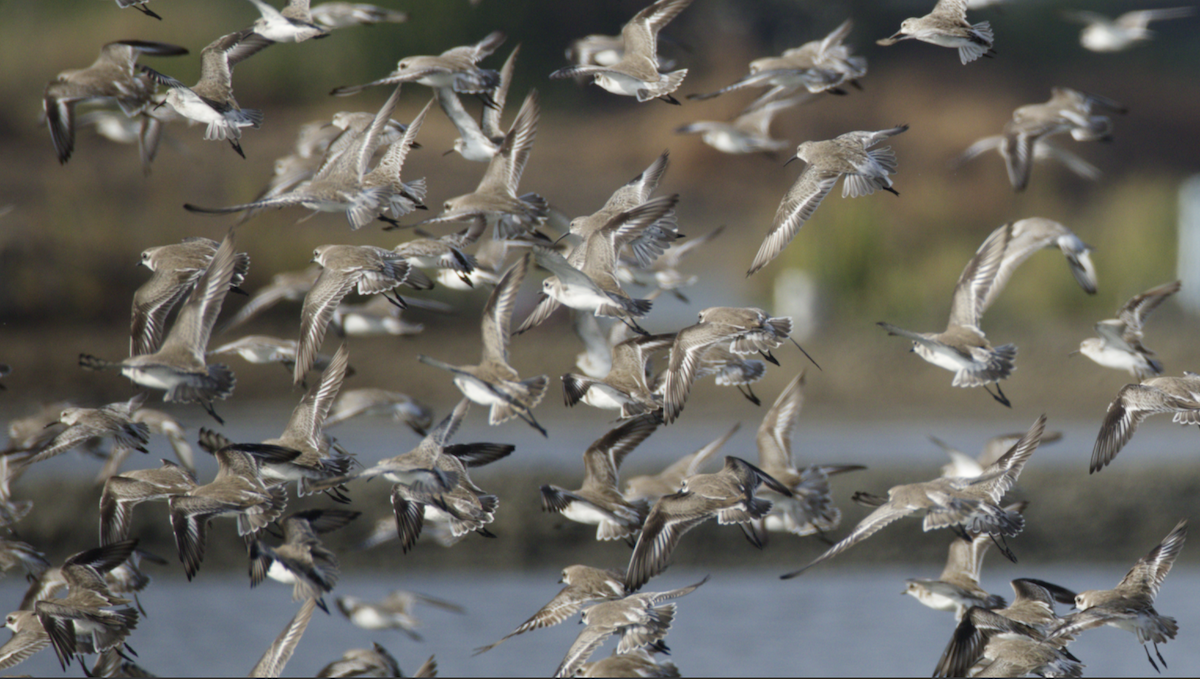 Txirritxo tibetarra - ML645442623