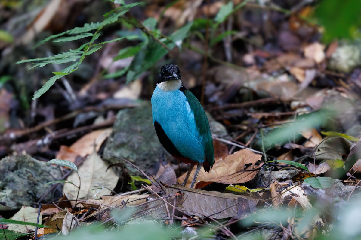 Azure-breasted Pitta - ML645442624