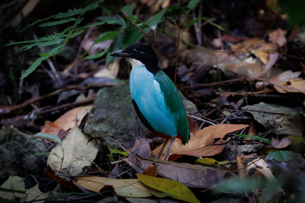 Azure-breasted Pitta - ML645442628