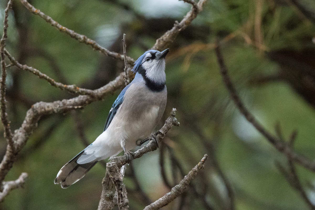 Blue Jay - ML645442629