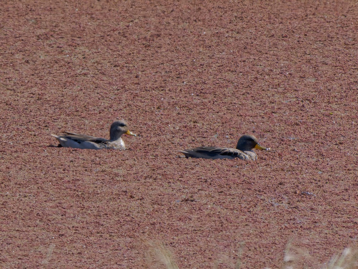 Zertzeta mokohoria - ML645442630