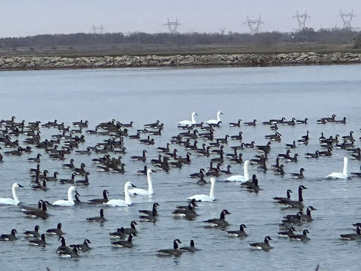 Beltxarga txistularia - ML645442631