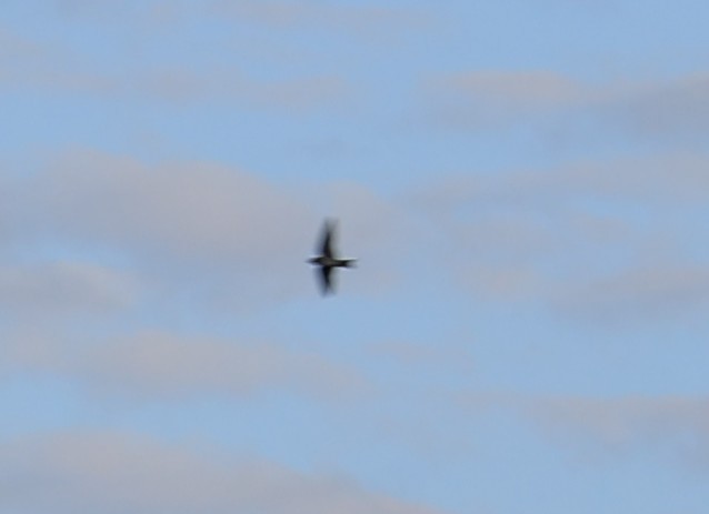 Pacific Swallow - ML645442636