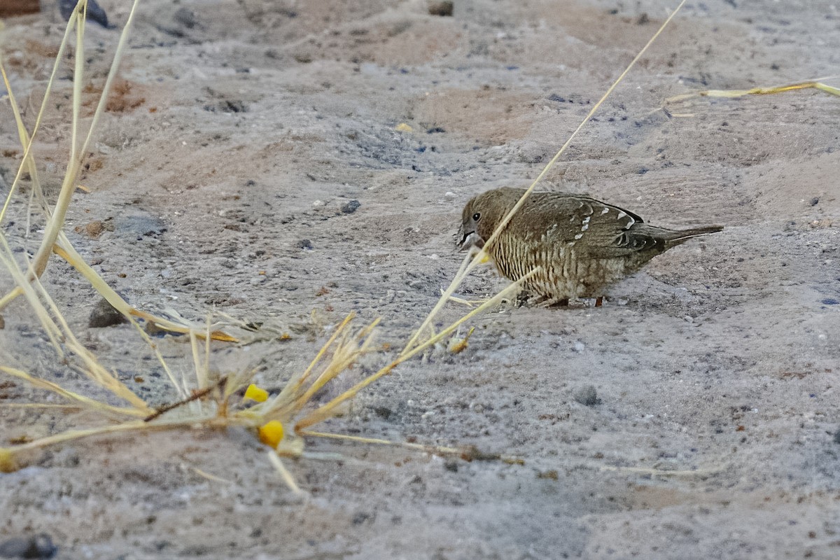 Red-headed Finch - ML645442637