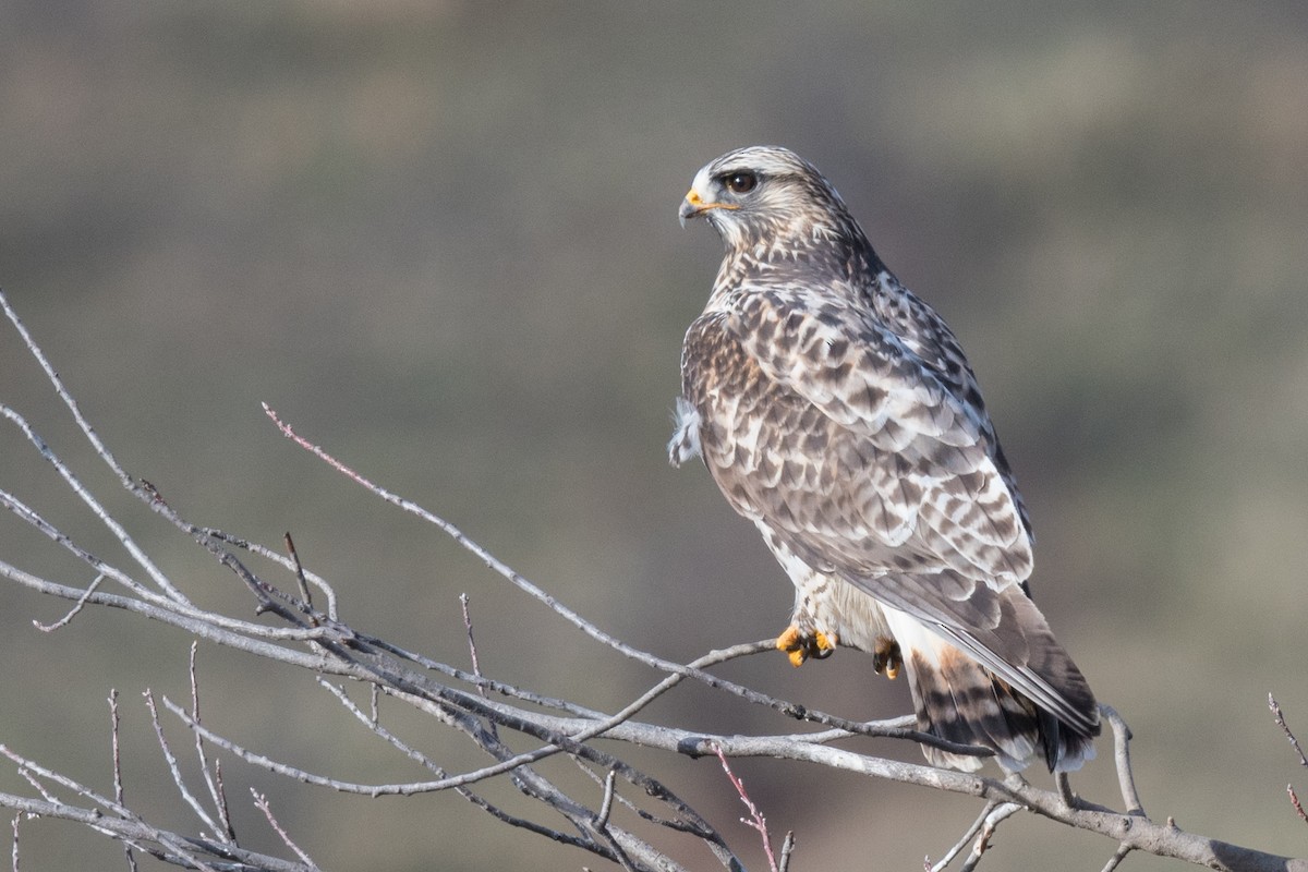 Zapelatz galtzaduna - ML645442638