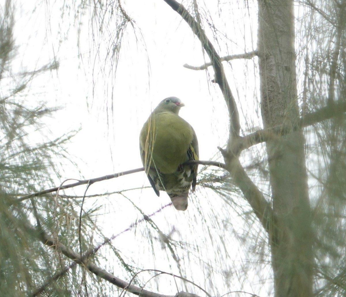Thick-billed Green-Pigeon - ML645442639