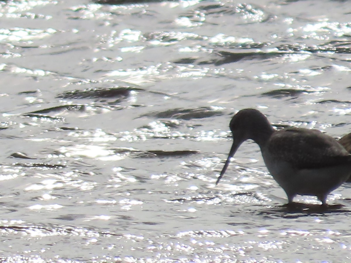 Kuliska hankahori handia - ML645442640