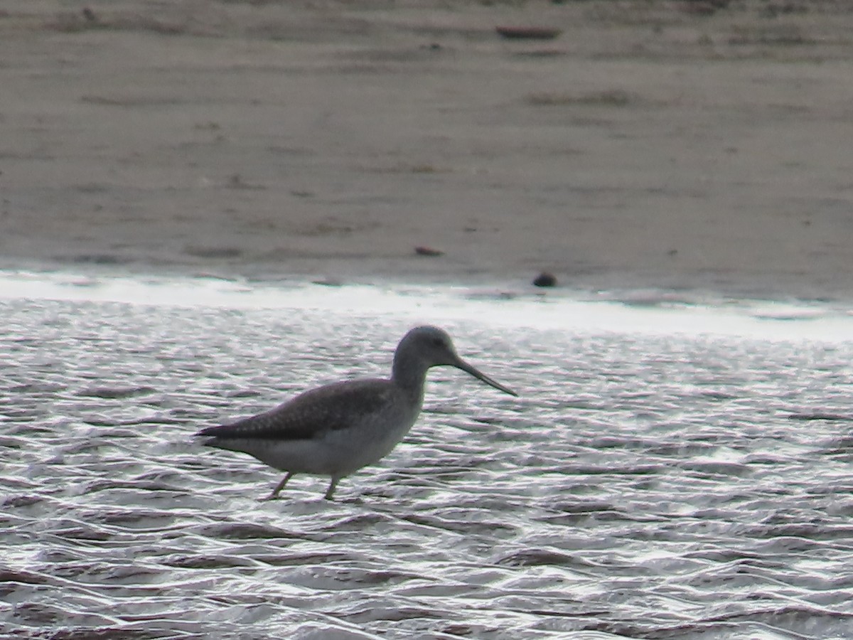 Kuliska hankahori handia - ML645442641