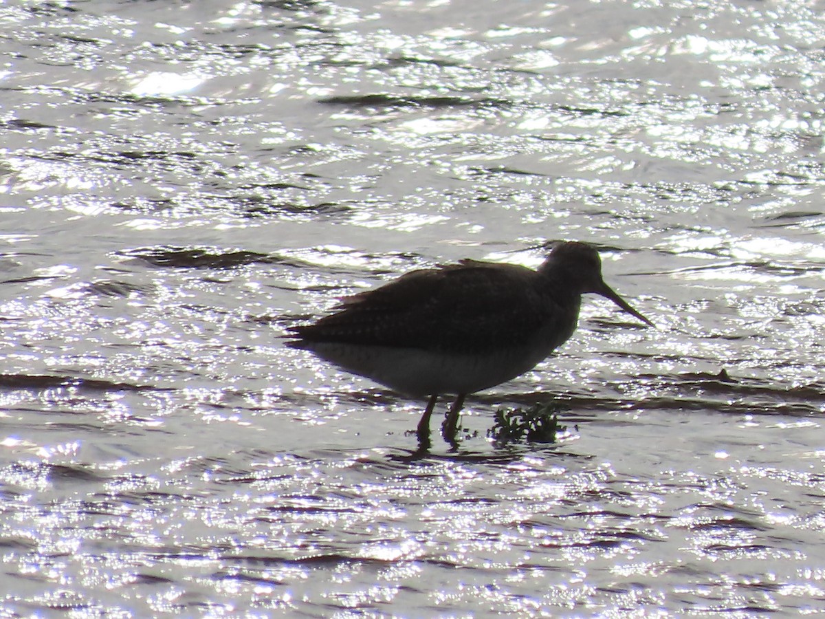 Kuliska hankahori handia - ML645442642