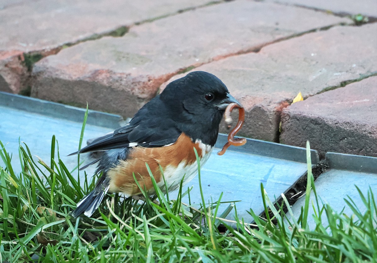 Eastern Towhee - ML645442644