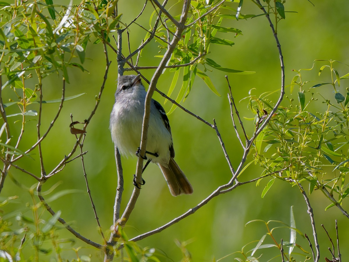 White-crested Tyrannulet - ML645442645