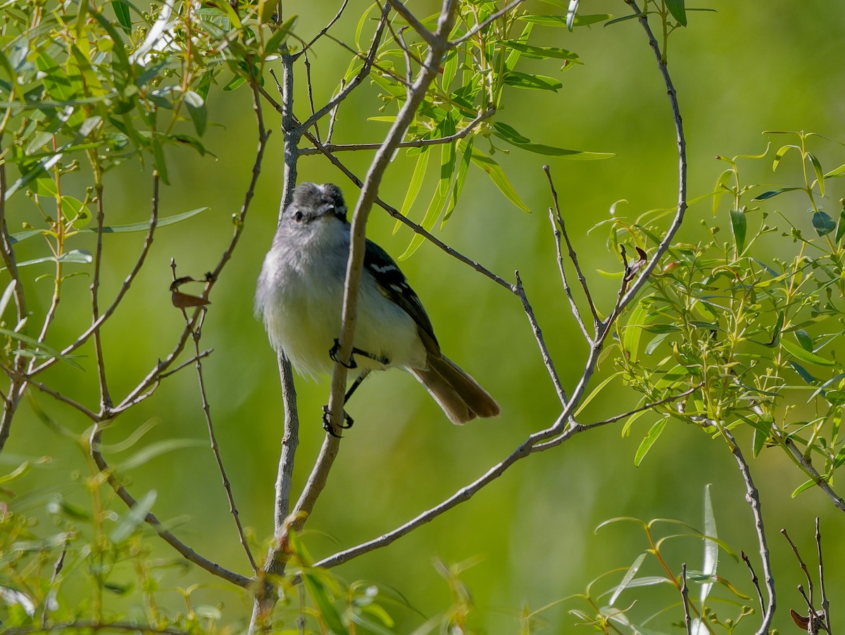White-crested Tyrannulet - ML645442646