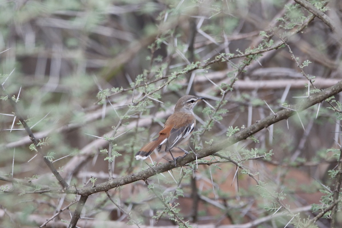 Buztantente bularpikarta - ML645442647