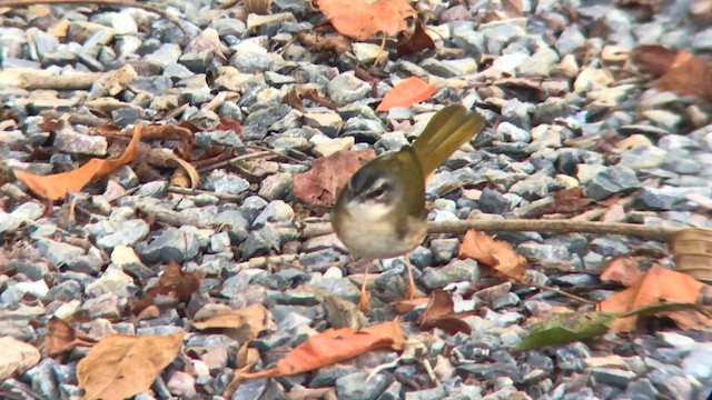 Riverbank Warbler (Southern) - ML645442648