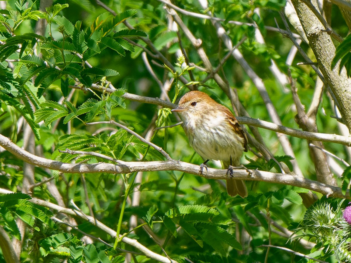 Bran-colored Flycatcher - ML645442649