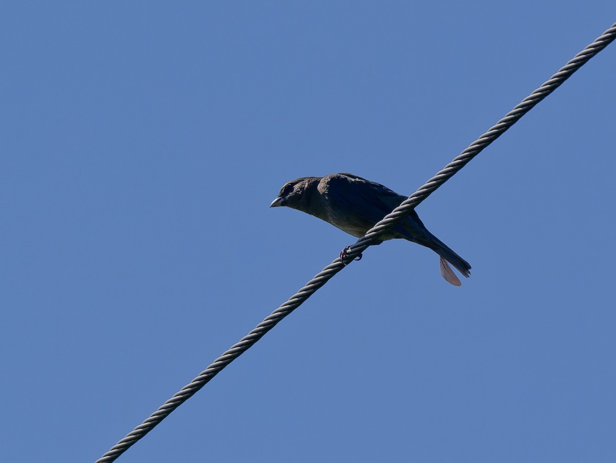 Blue-and-yellow Tanager - ML645442655