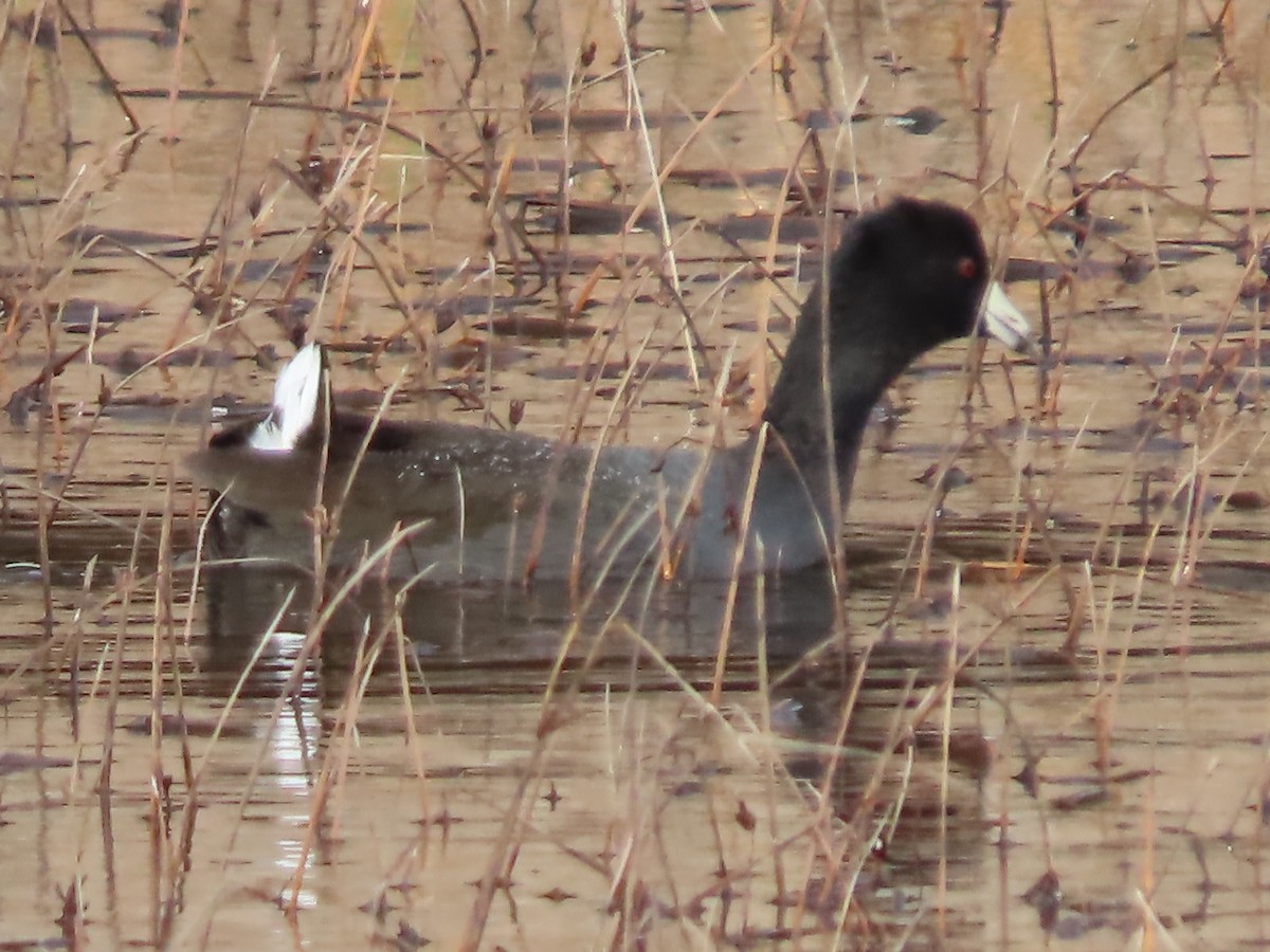 Kopetazuri amerikarra - ML645442656