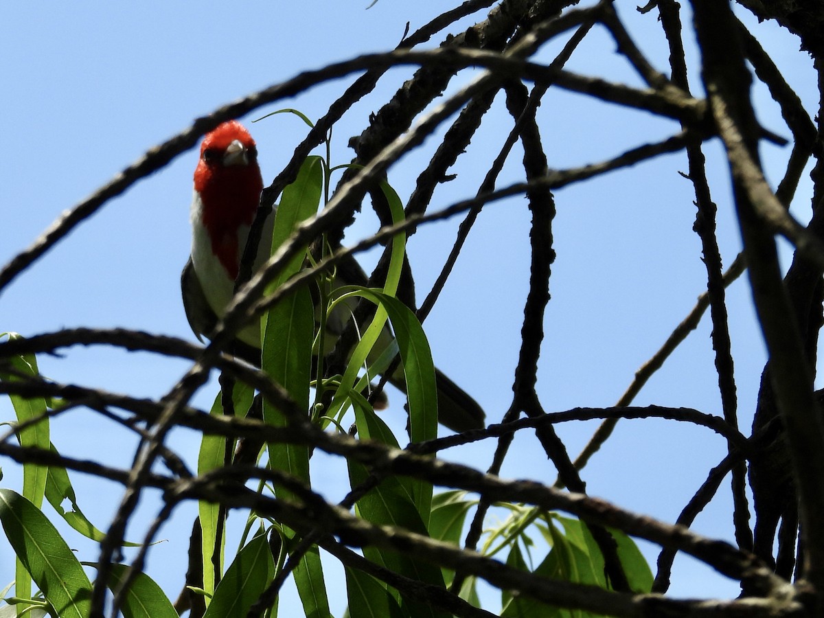 Red-crested Cardinal - ML645442657