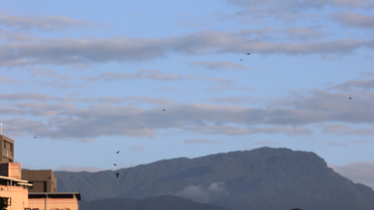 Pacific Swallow - ML645442658