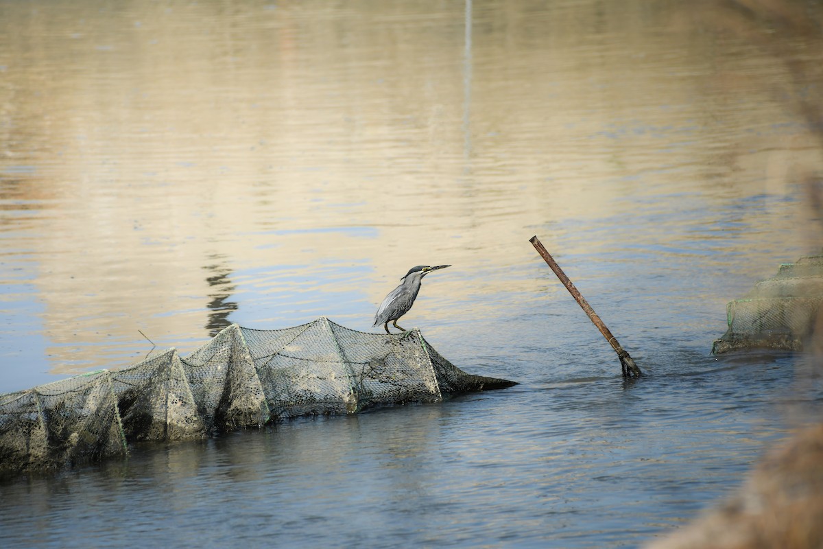 Little Heron - ML645442660