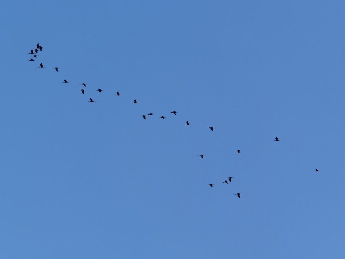 Beltzaran musuzuria - ML645442661