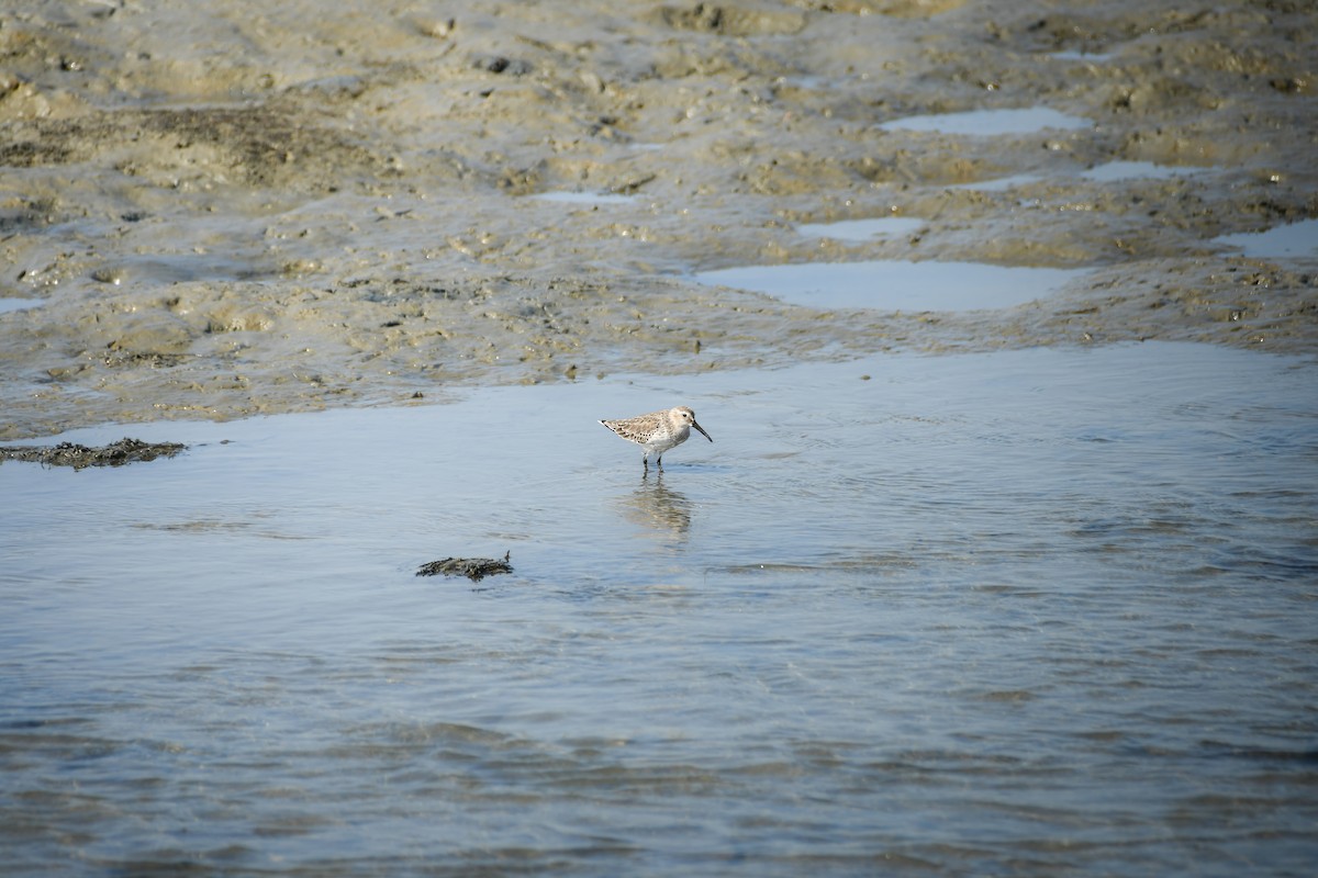 Dunlin - ML645442689