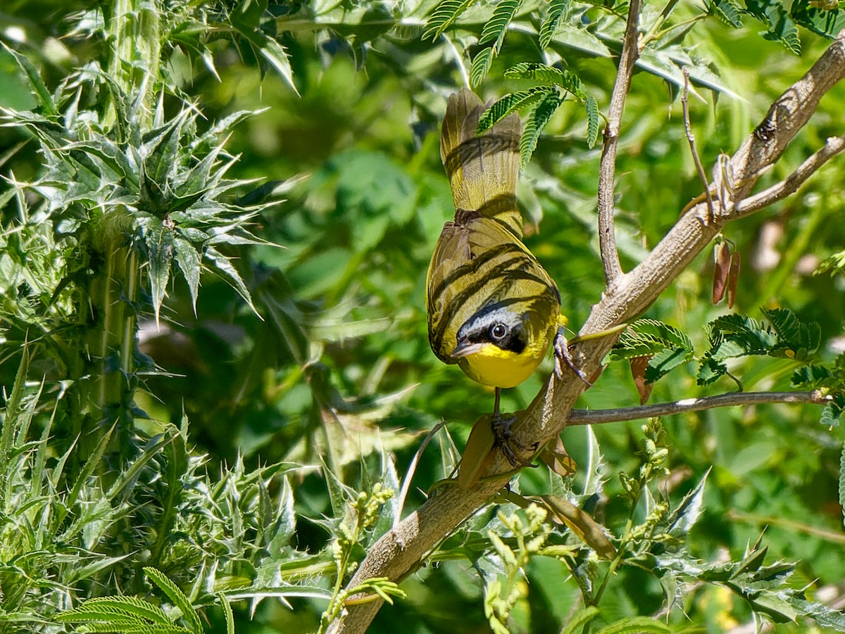 Paruline voilée - ML645442690