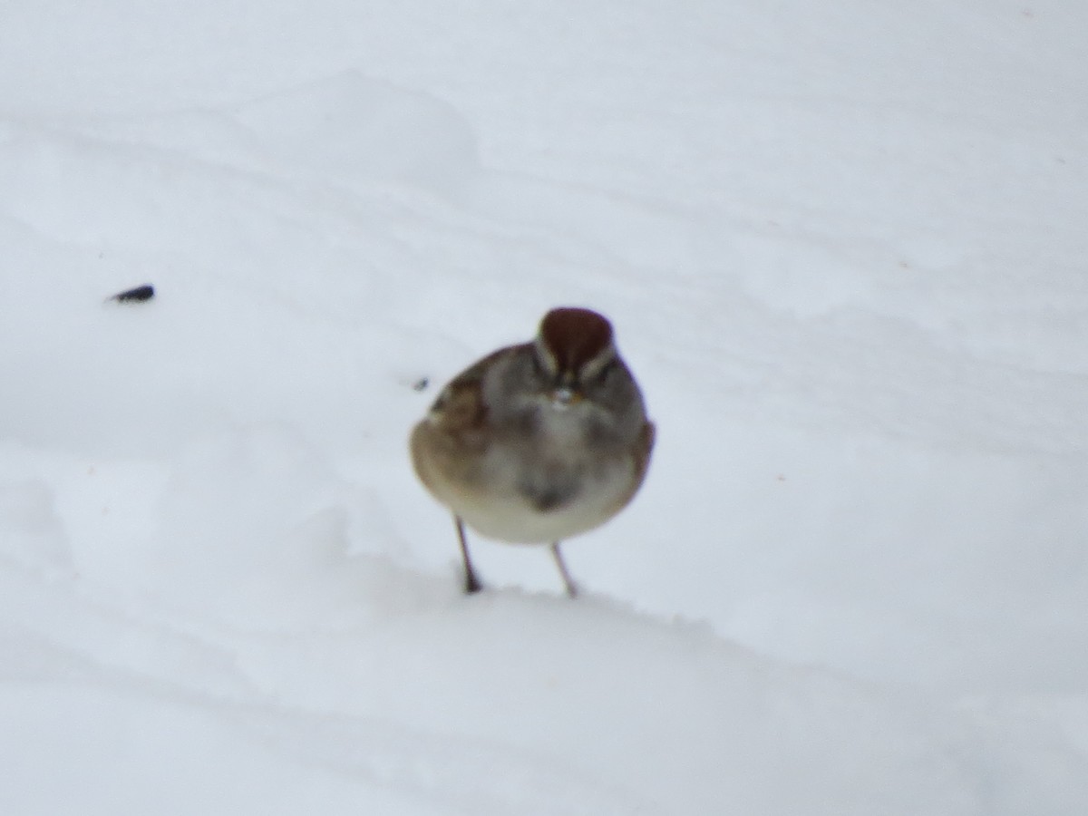 Hudson Körfezi Serçesi - ML645442699