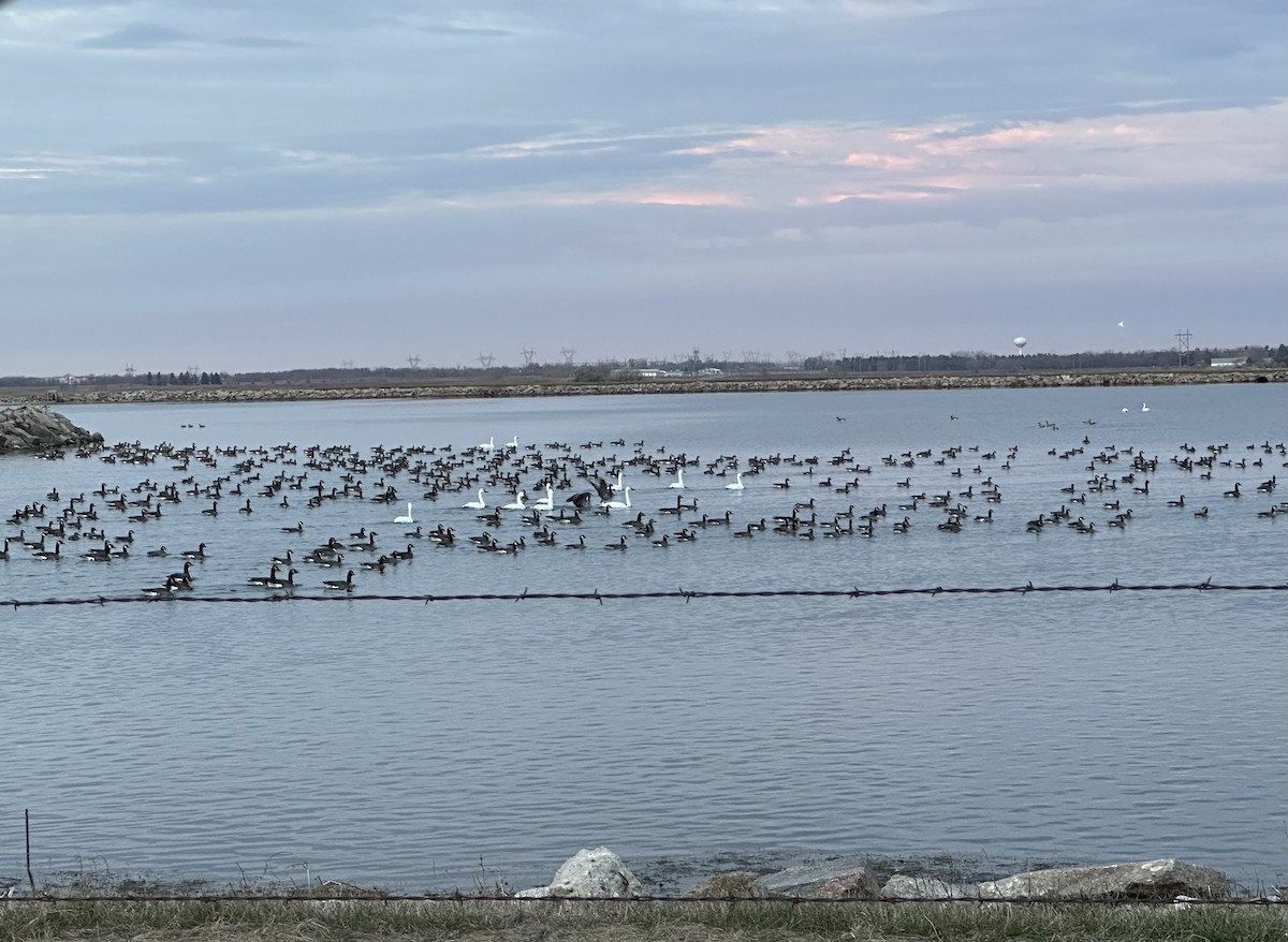 labuť malá - ML645442702