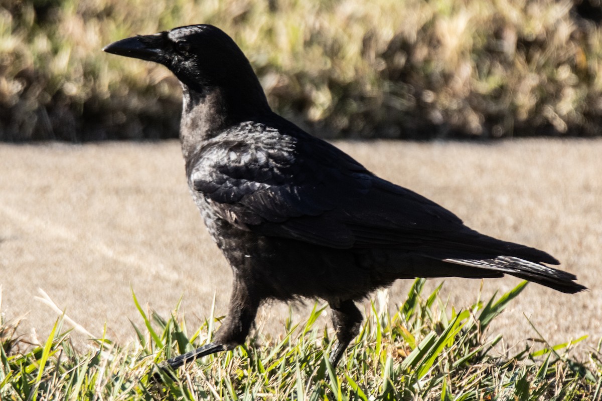 American Crow - ML645442710