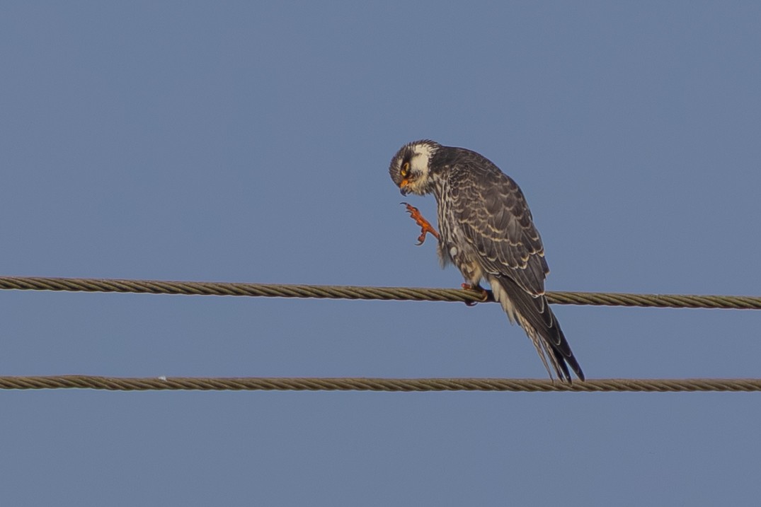 Amur Falcon - ML645442712