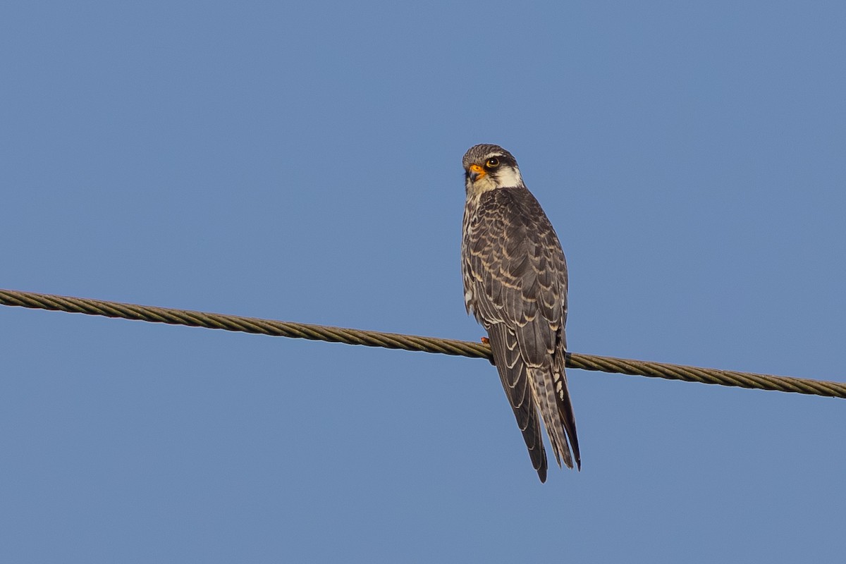 Amur Falcon - ML645442713