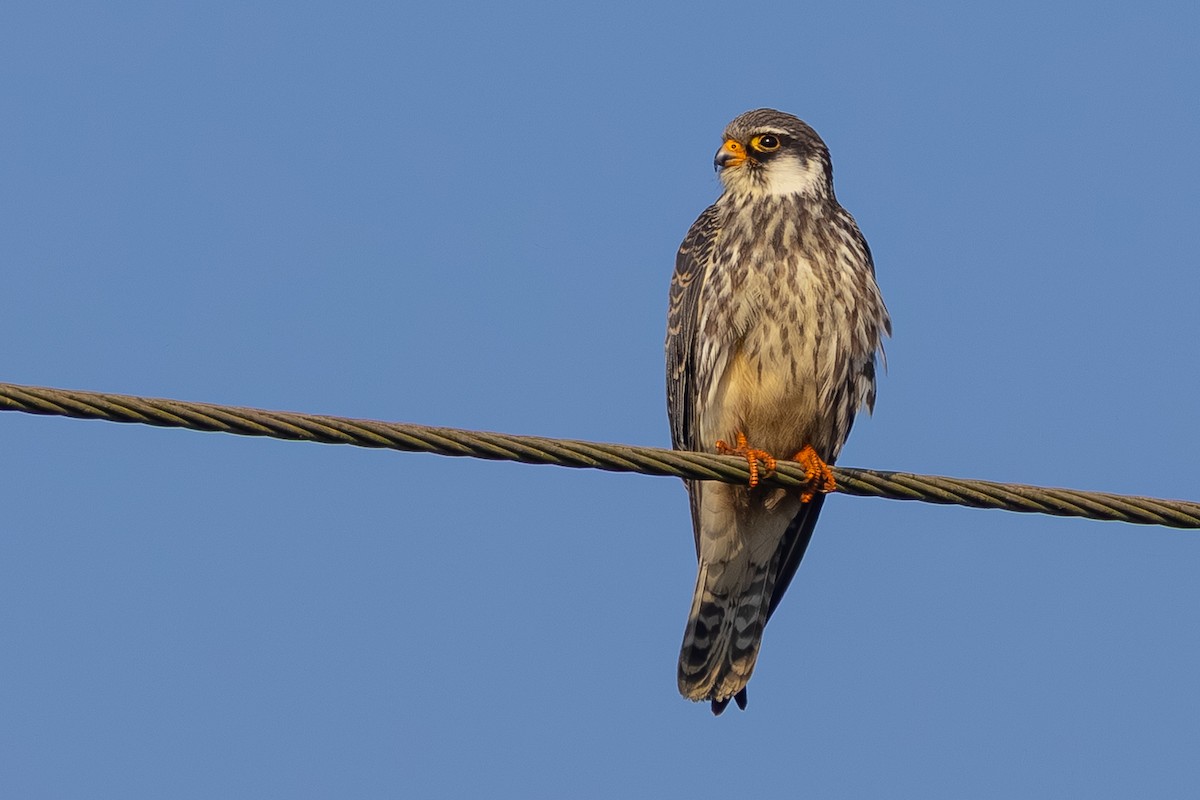 Amur Falcon - ML645442714