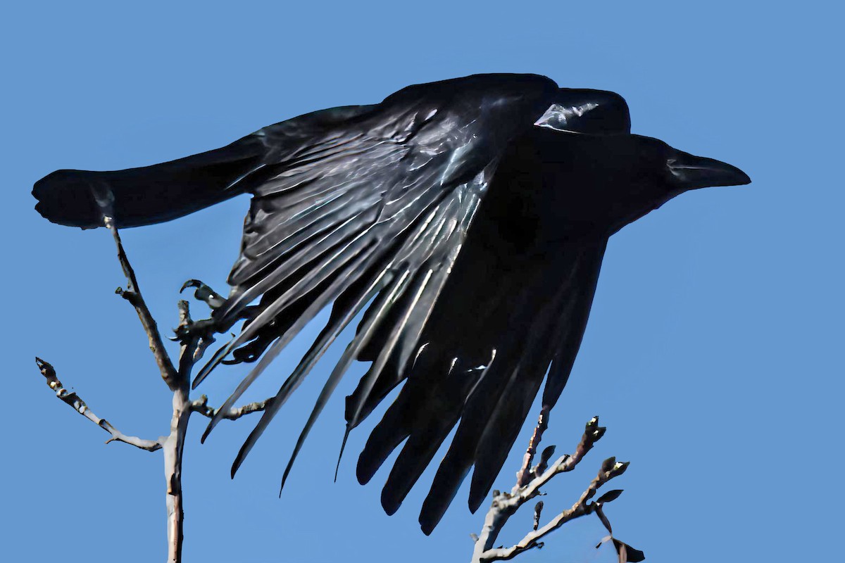 American Crow - ML645442716