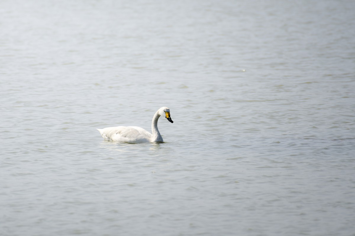Tundra Swan - ML645442717