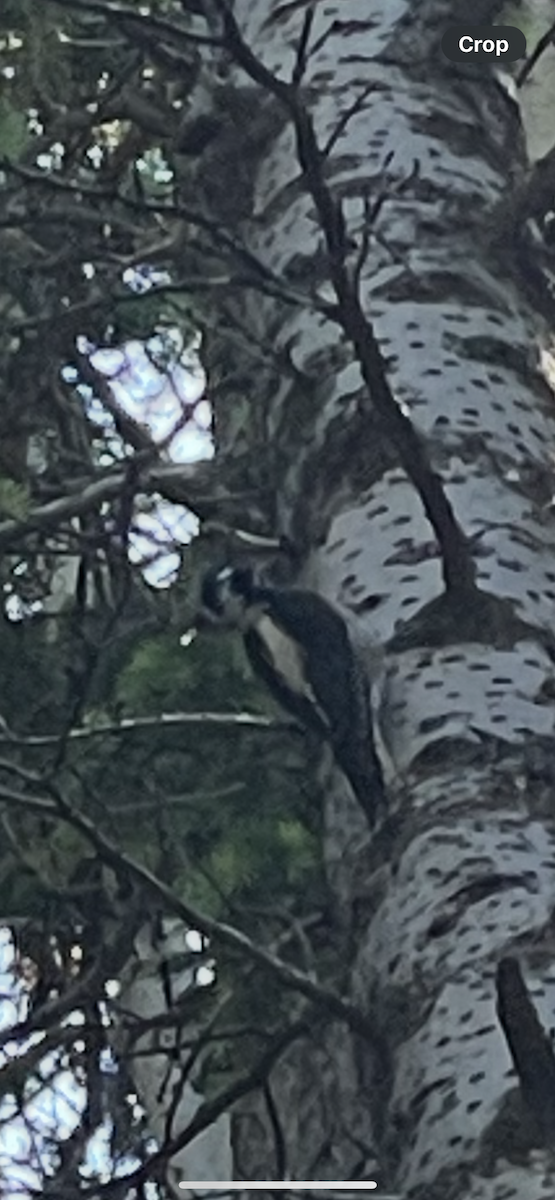 American Three-toed Woodpecker - ML645442718