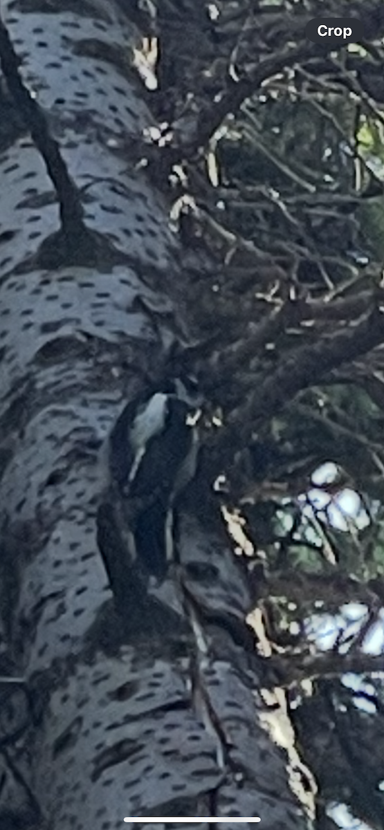 American Three-toed Woodpecker - ML645442719