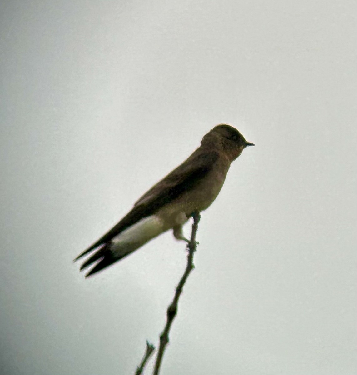 Southern Rough-winged Swallow - ML645442720