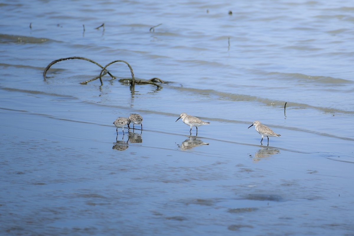 Dunlin - ML645442721