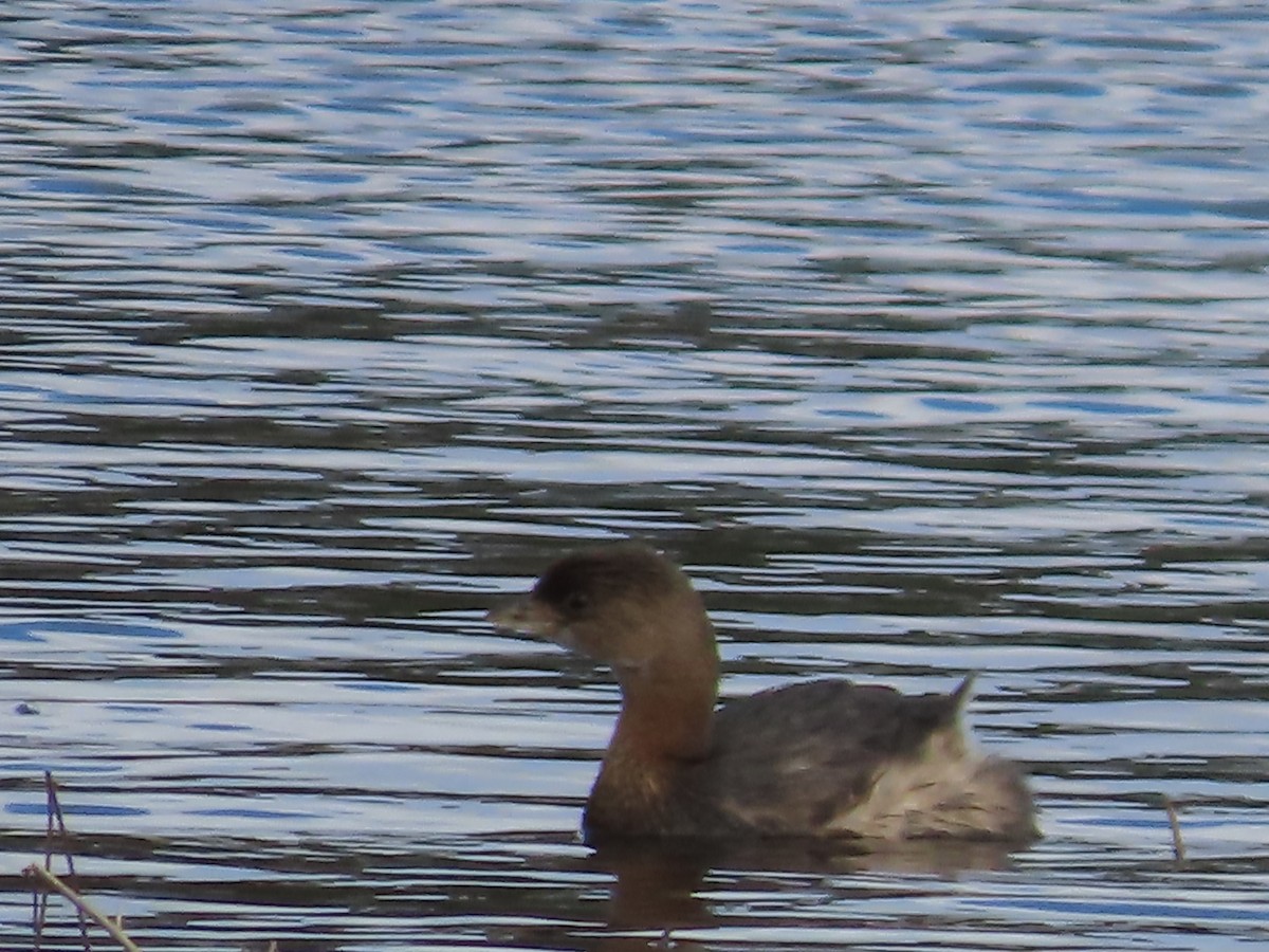 Pied-billed Grebe - ML645442722