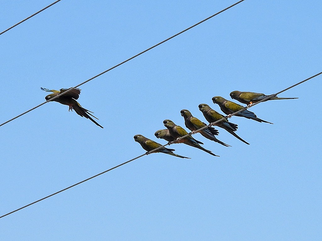 Burrowing Parakeet - ML645442727