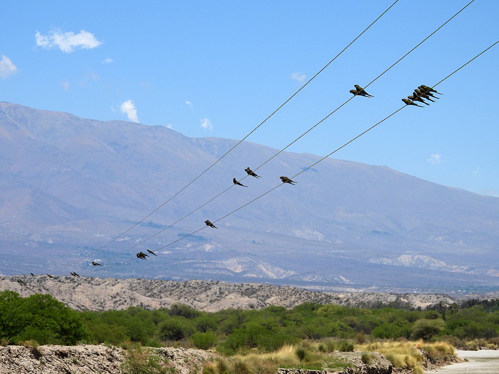 Burrowing Parakeet - ML645442728