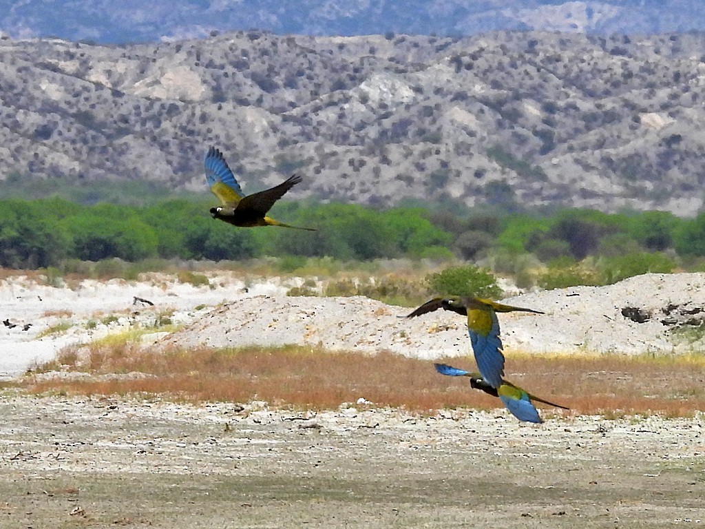 Burrowing Parakeet - ML645442729